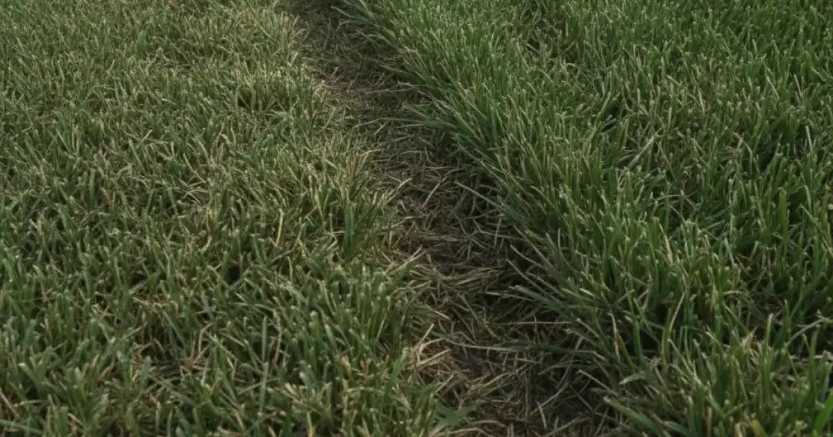 Ligne de coupe nette entre herbe tondue et herbe haute sur une pelouse, vue au ras du sol